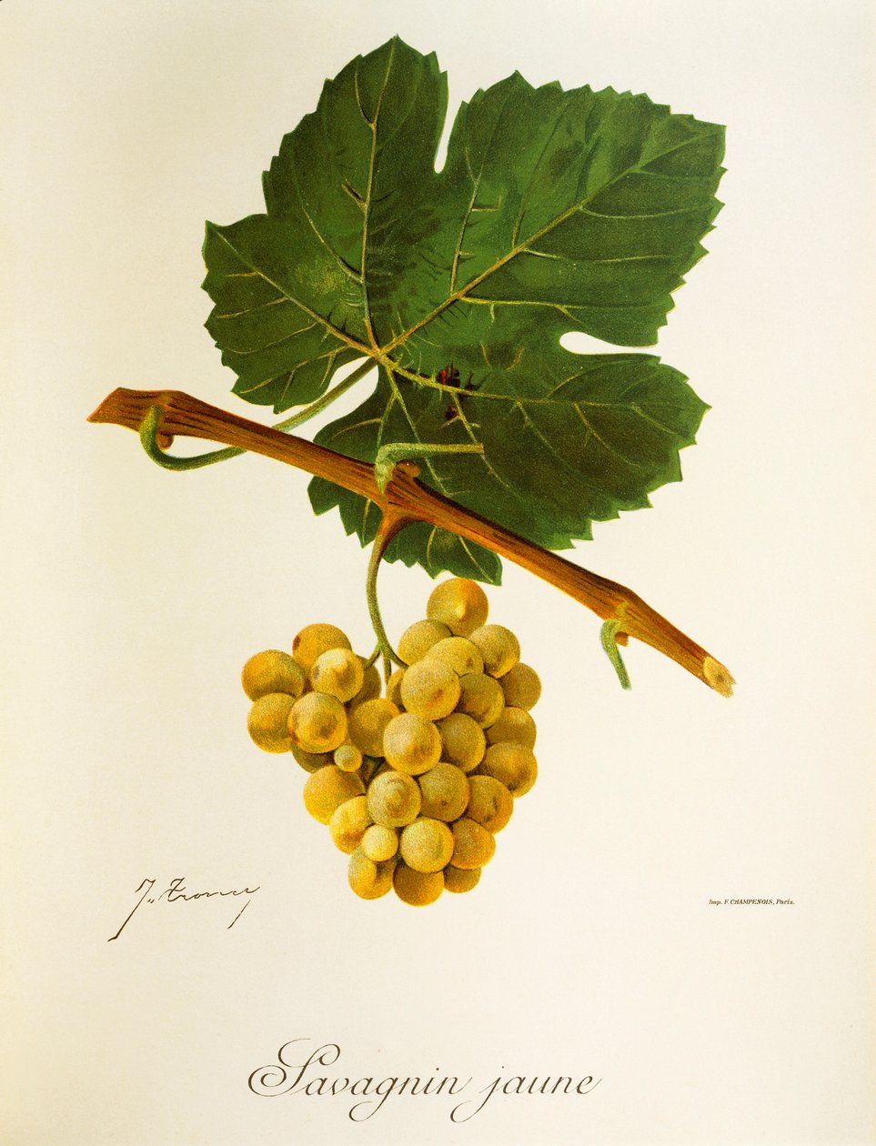 Uva Savagnin Jaune de J. Troncy de Jules Troncy