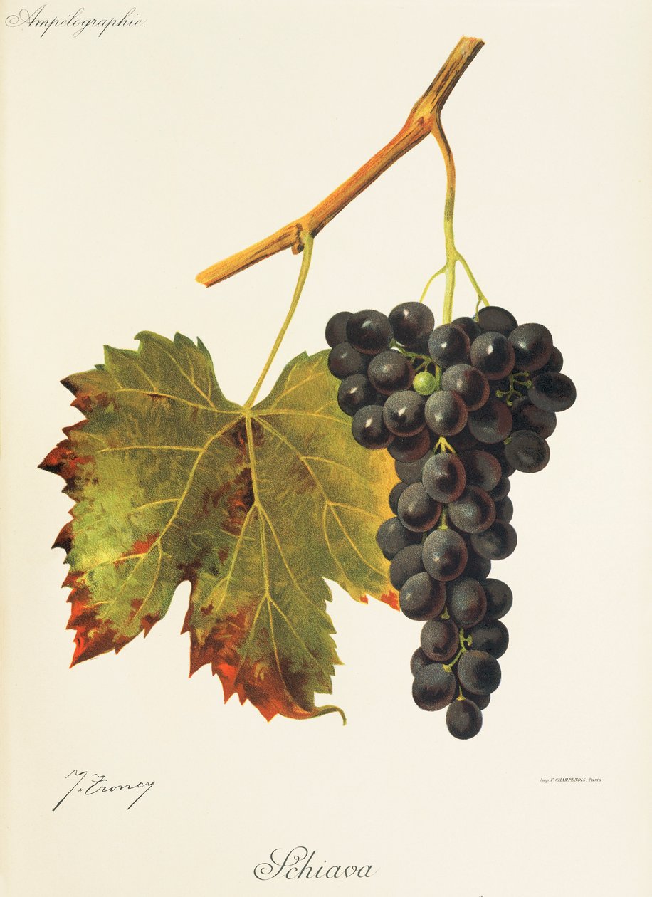 Uva Schiava de J. Troncy de Jules Troncy