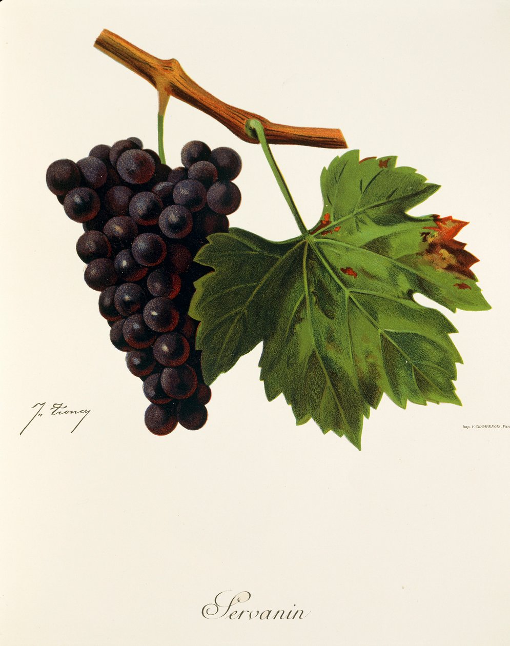 Uva Servanin de J. Troncy de Jules Troncy