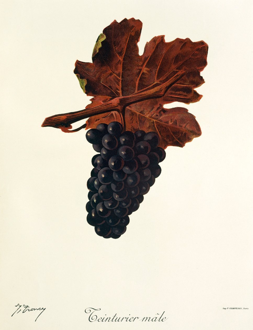 Teinturier Male grape de J. Troncy de Jules Troncy