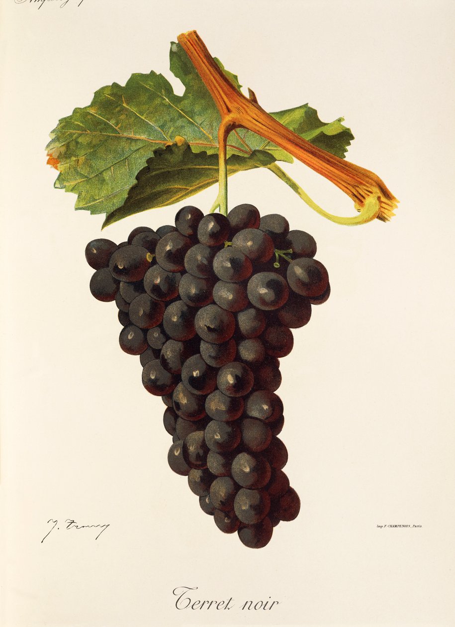 Uva Terret Noir por J. Troncy de Jules Troncy
