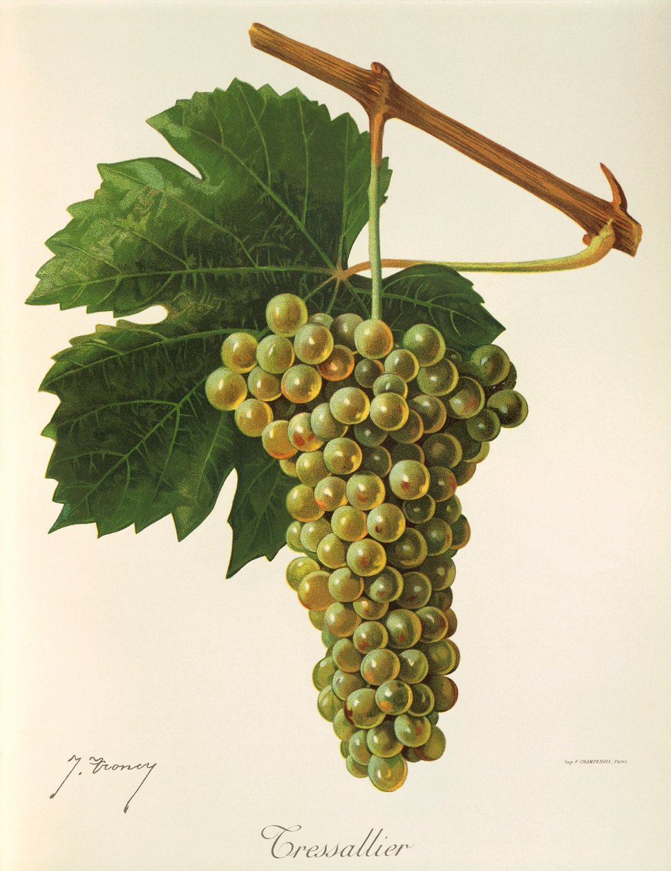 Uva Tressallier de J. Troncy de Jules Troncy