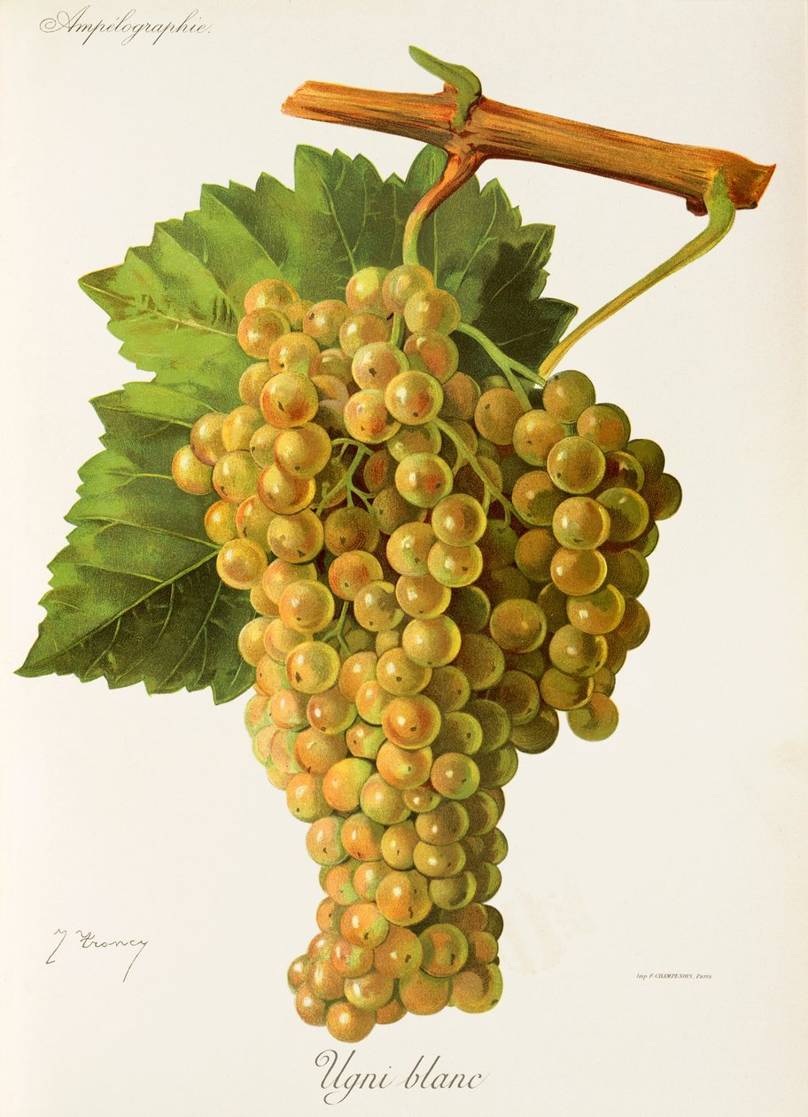 Ugni Blanc por J. Troncy de Jules Troncy