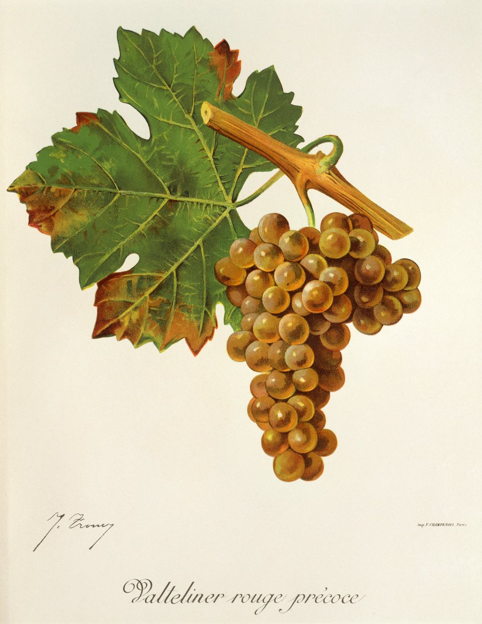 Valteliner Rouge Precoce uva de J. Troncy de Jules Troncy