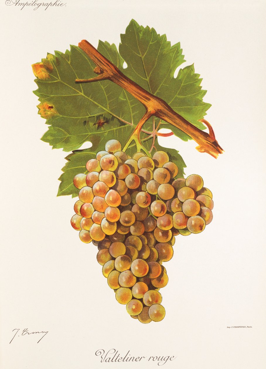 Valteliner Rouge uva de J. Troncy de Jules Troncy