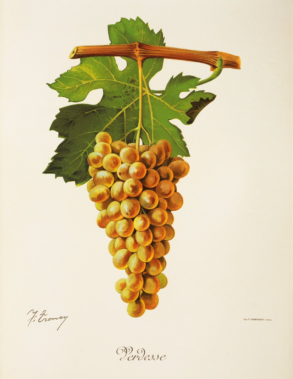 Uva Verdesse de J. Troncy de Jules Troncy