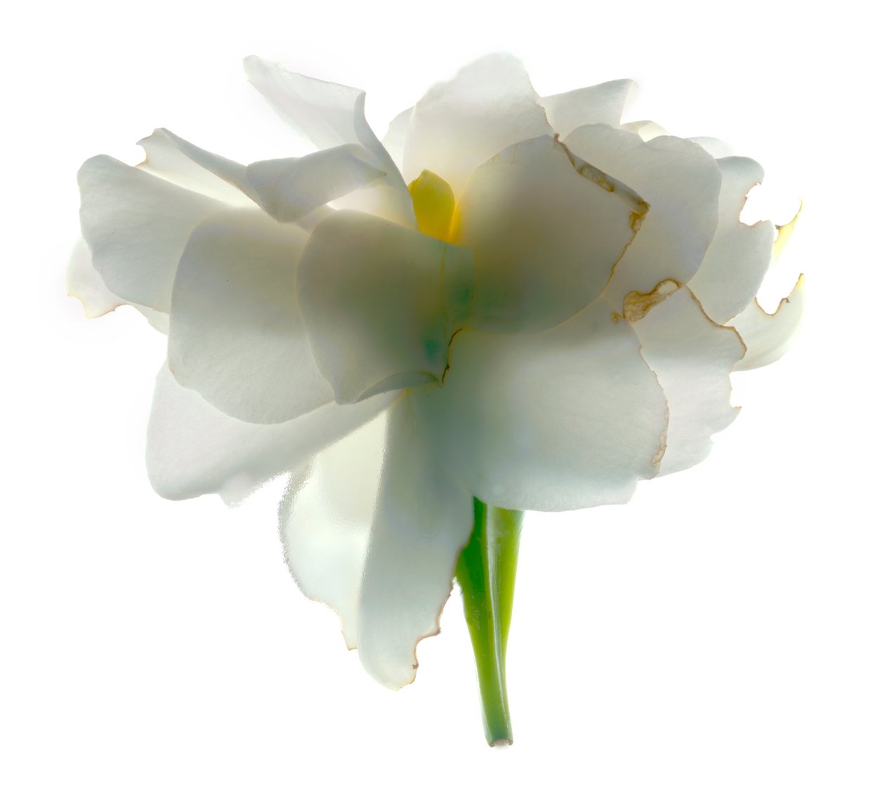 Gardenia Float, 2011, (fotograma digital, impresión digital original) de Julia McLemore