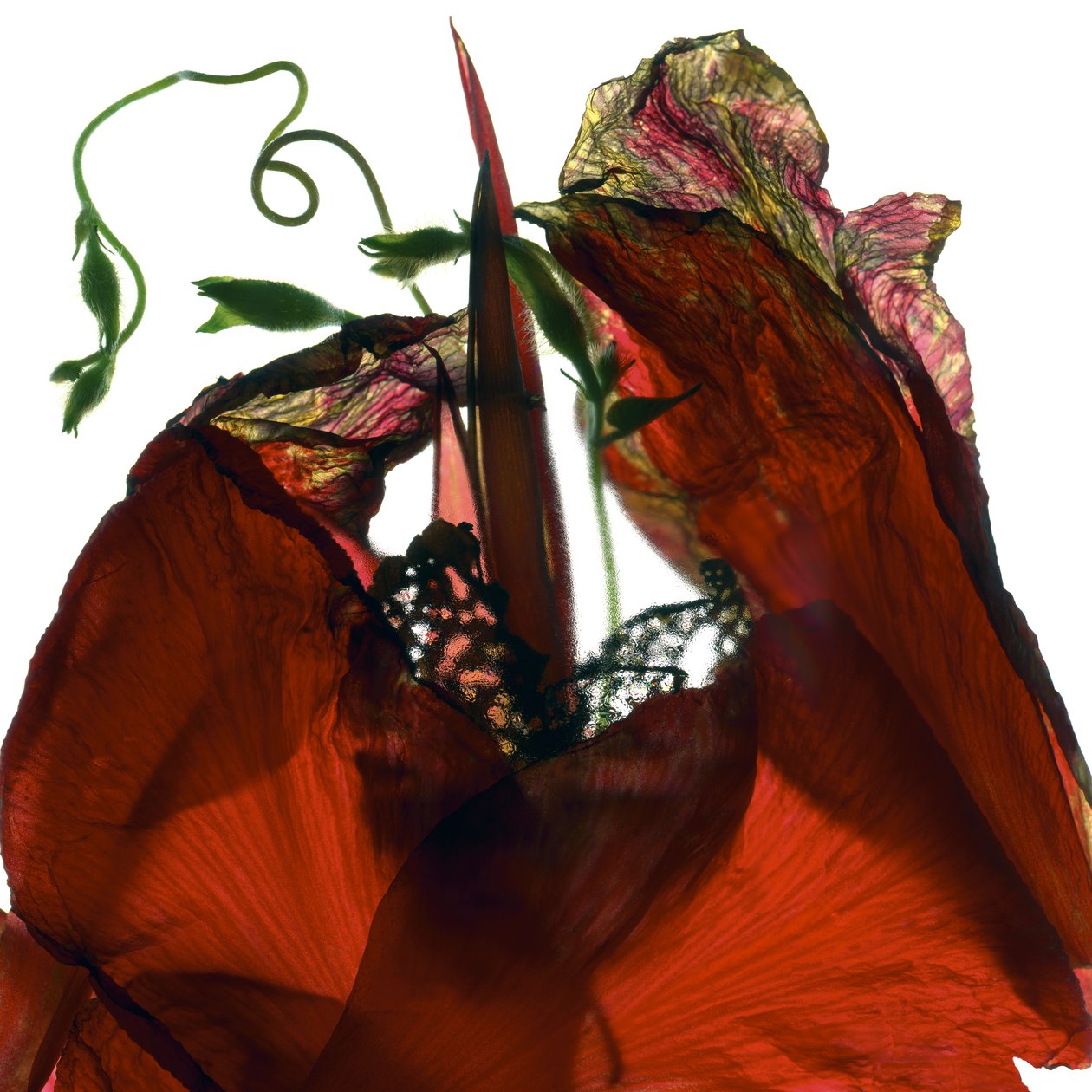 Gloria de la mañana Canna Roja de Julia McLemore