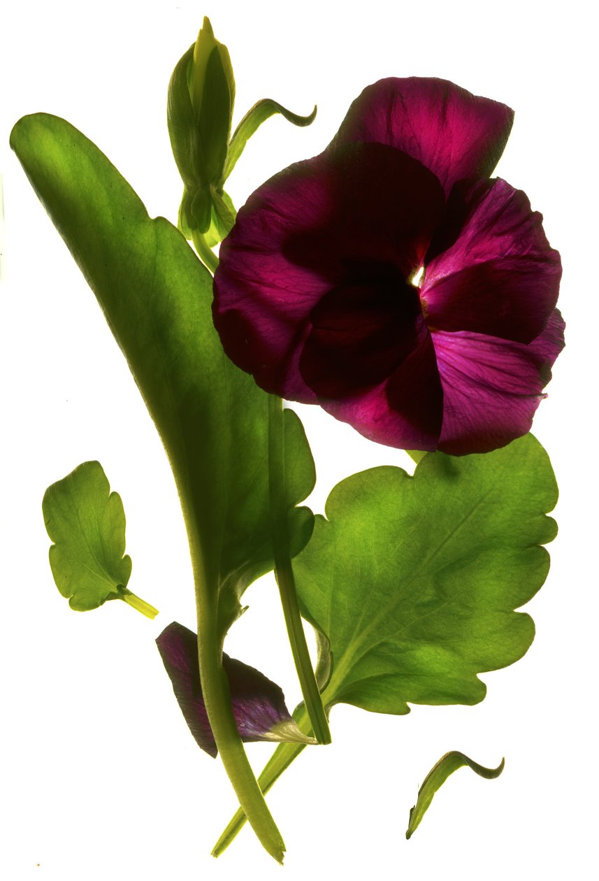 Pansy Purple, 2014 de Julia McLemore