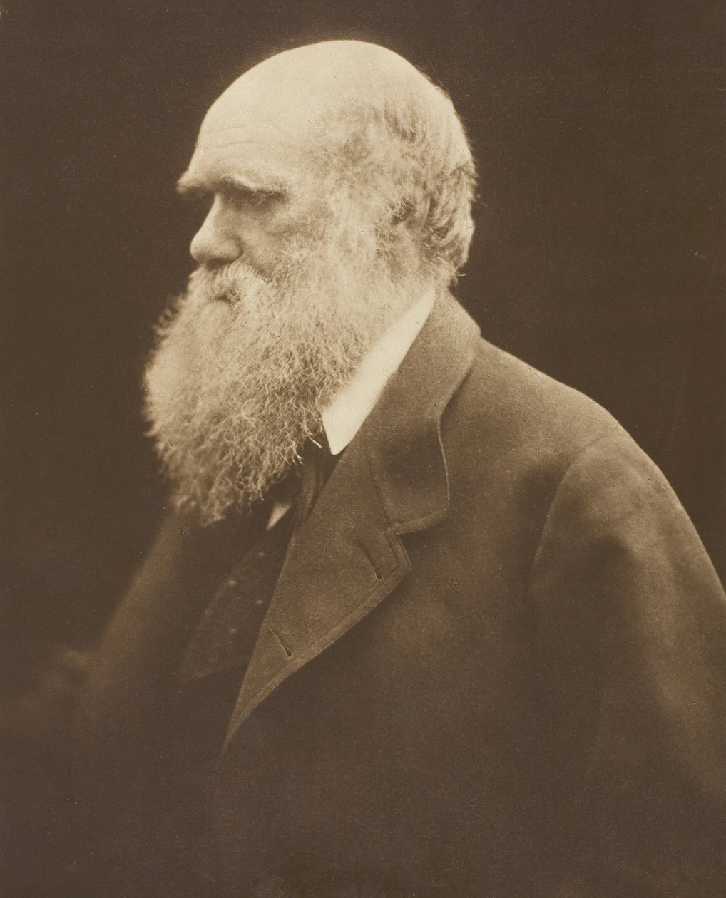 Charles Darwin de Julia Margaret Cameron