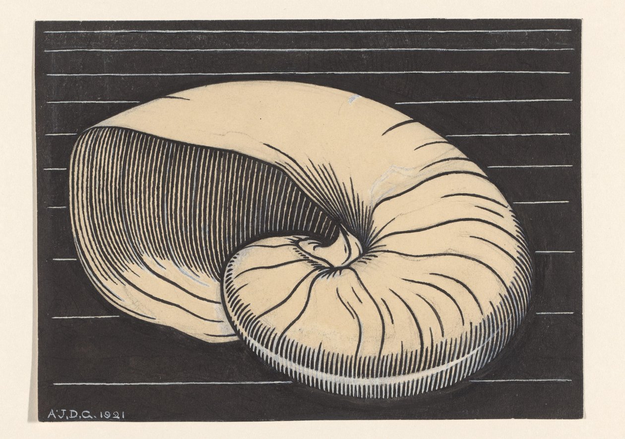 Nautilusschelp de Julie de Graag (signed by artist)