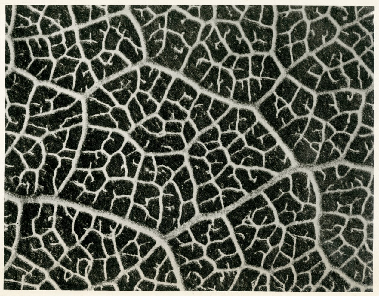 Columbia Blatt, 1929 de Karl Blossfeldt