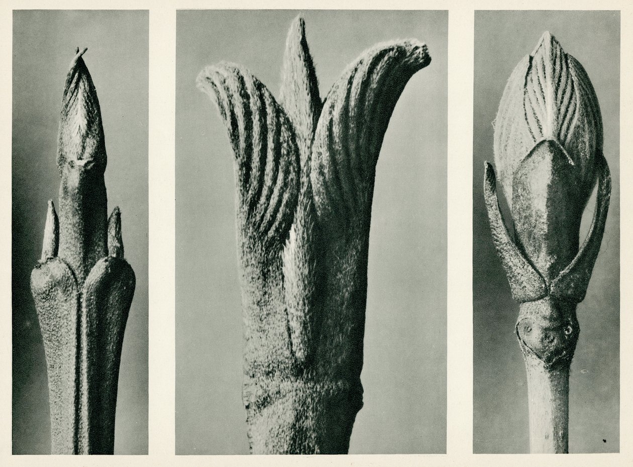 Cornus Brachypoda, 1929 de Karl Blossfeldt