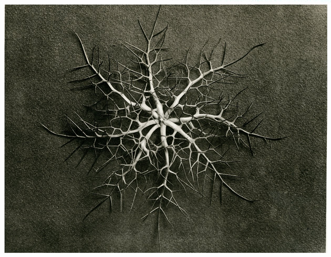 Nigella Damascena. 1929 de Karl Blossfeldt