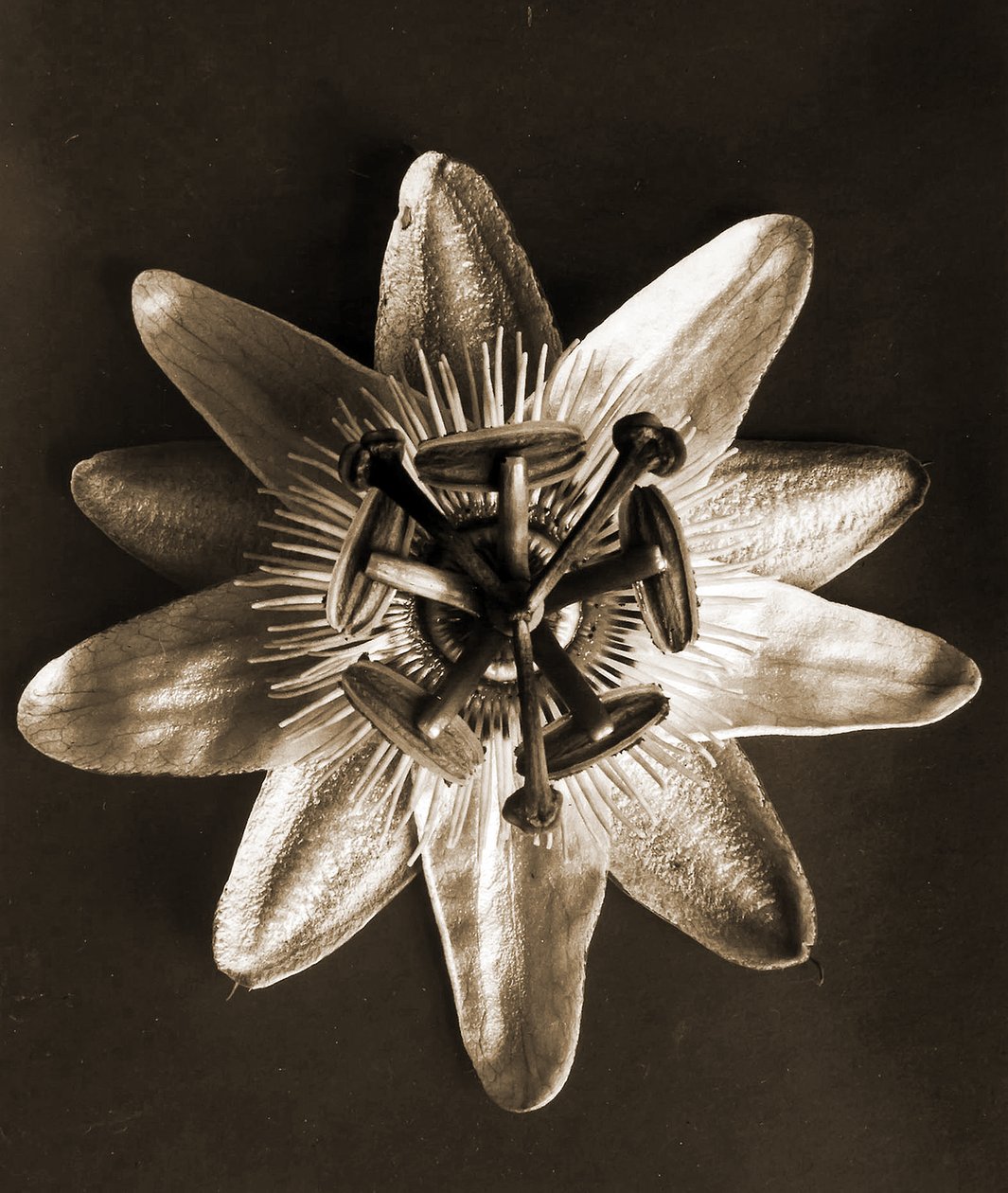 Passiflora, 1929 de Karl Blossfeldt