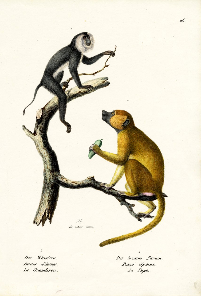 Langur gris, 1824 de Karl Joseph Brodtmann