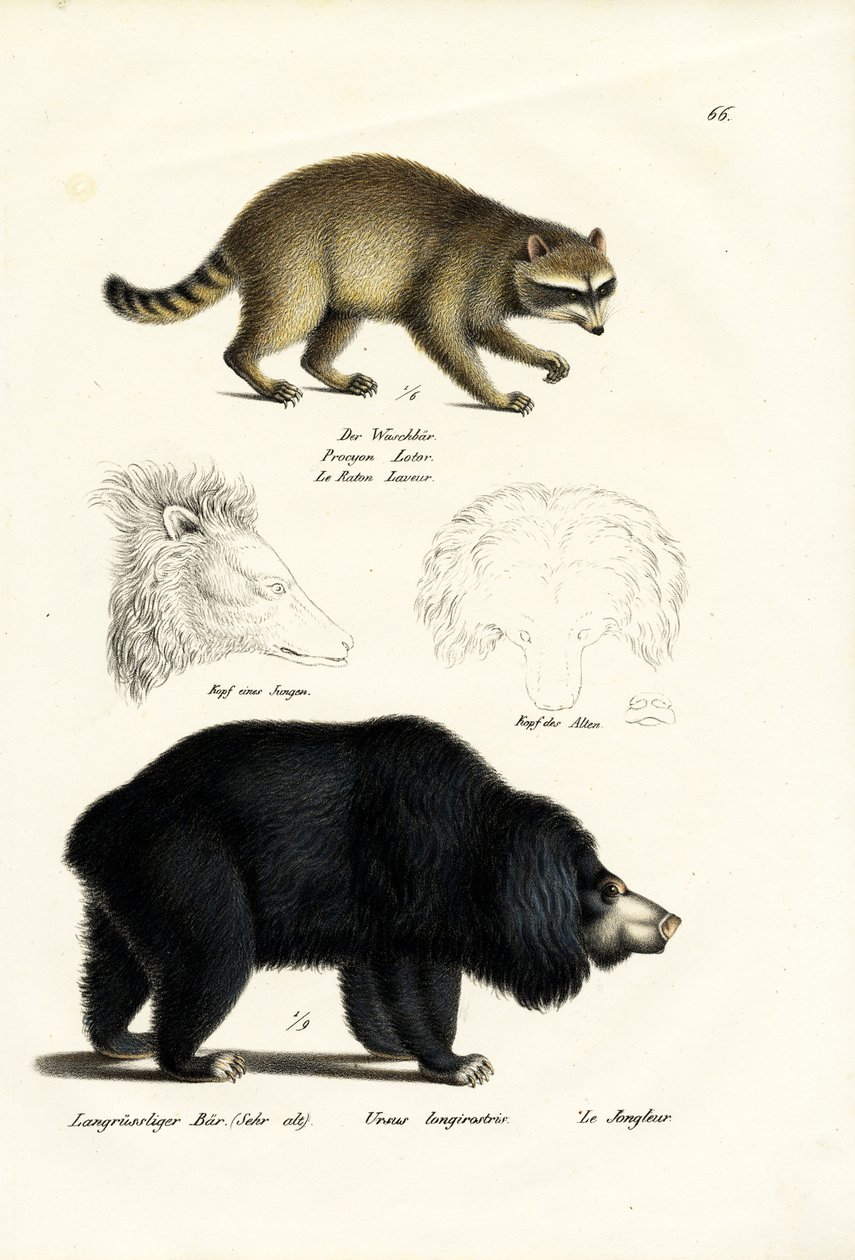 Mapache, 1824 de Karl Joseph Brodtmann