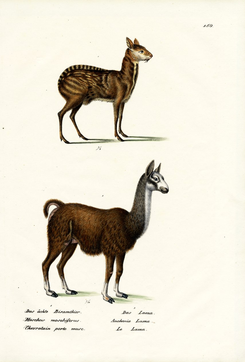 Ciervo Almizclero Siberiano, 1824 de Karl Joseph Brodtmann