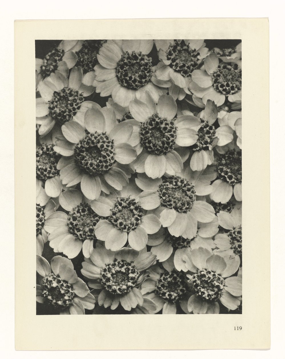 estudio de planos Arquetipos del arte (título de la serie) de Karl Blossfeldt