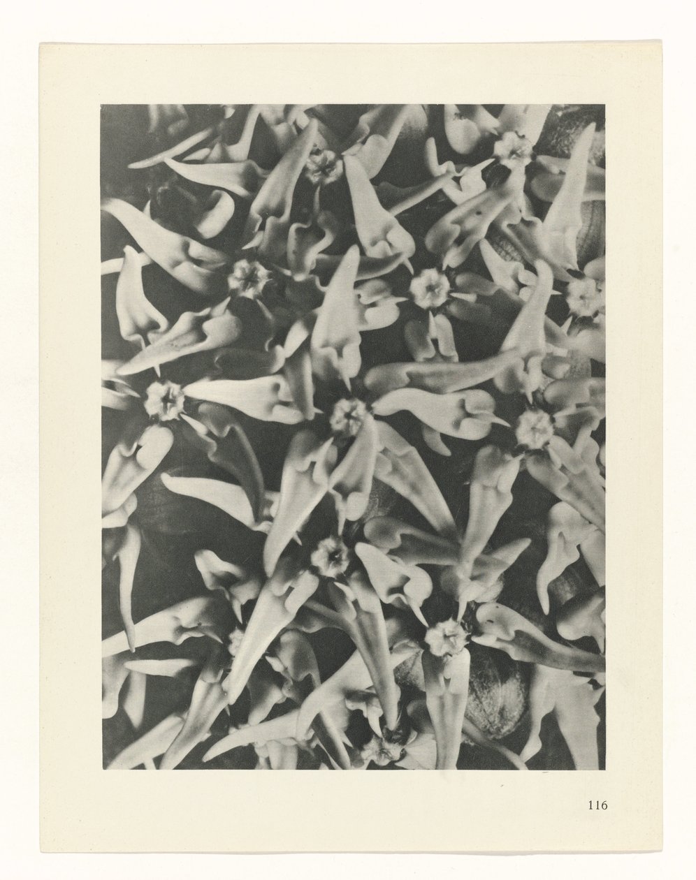 estudio de planos Arquetipos del arte (título de la serie) de Karl Blossfeldt