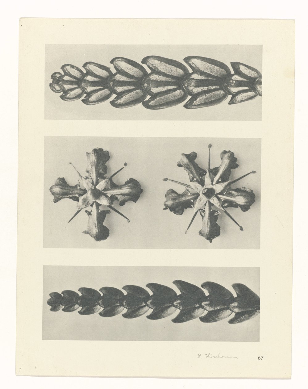 estudio de planos Arquetipos del arte (título de la serie) de Karl Blossfeldt