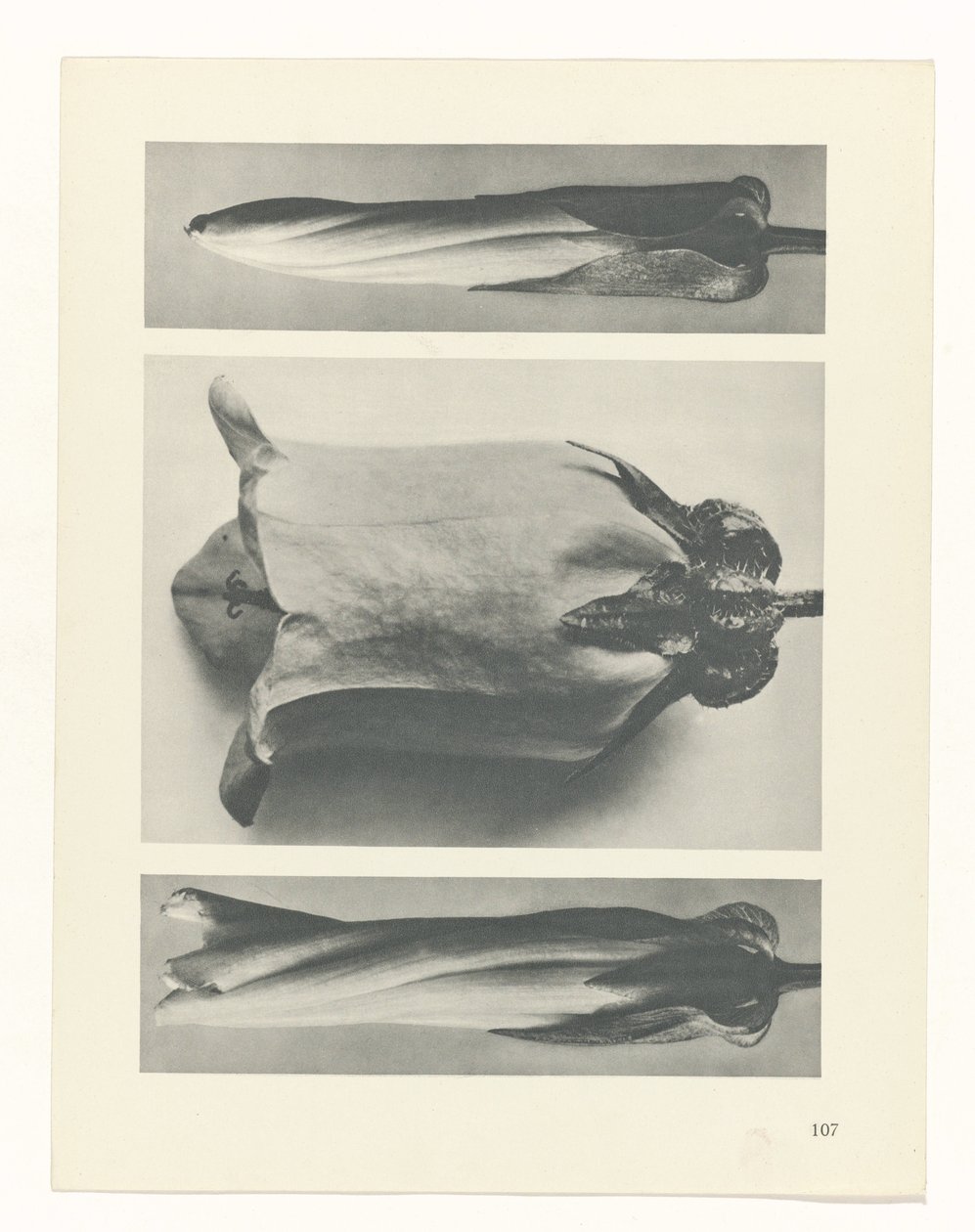 estudio de planos Arquetipos del arte (título de la serie) de Karl Blossfeldt