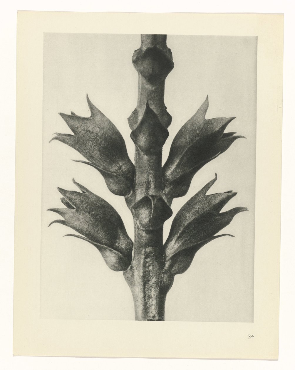 estudio de planos Arquetipos del arte (título de la serie) de Karl Blossfeldt