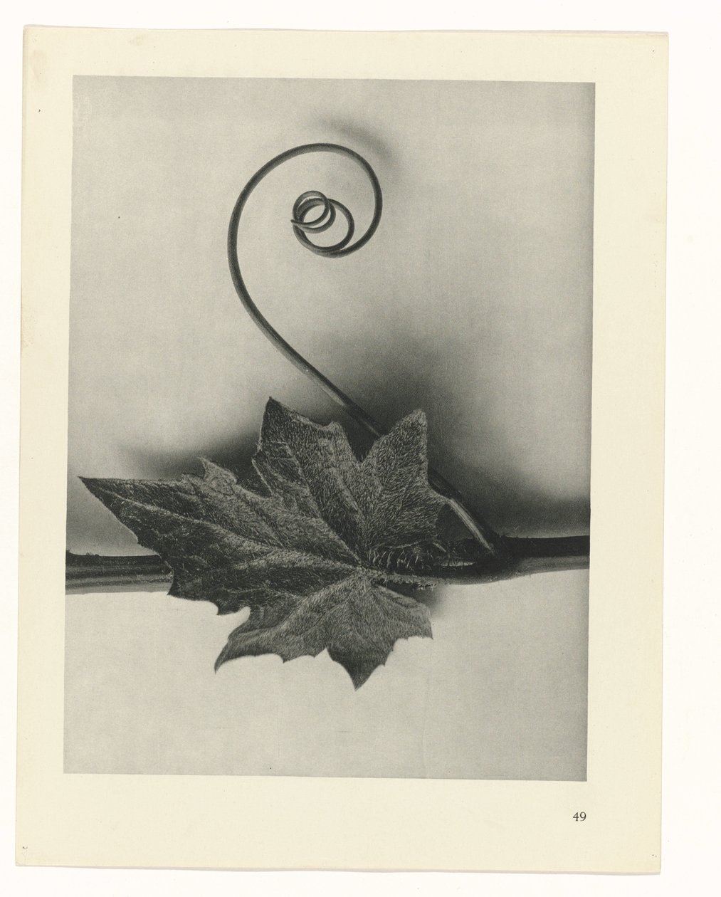 estudio de planos Arquetipos del arte (título de la serie) de Karl Blossfeldt