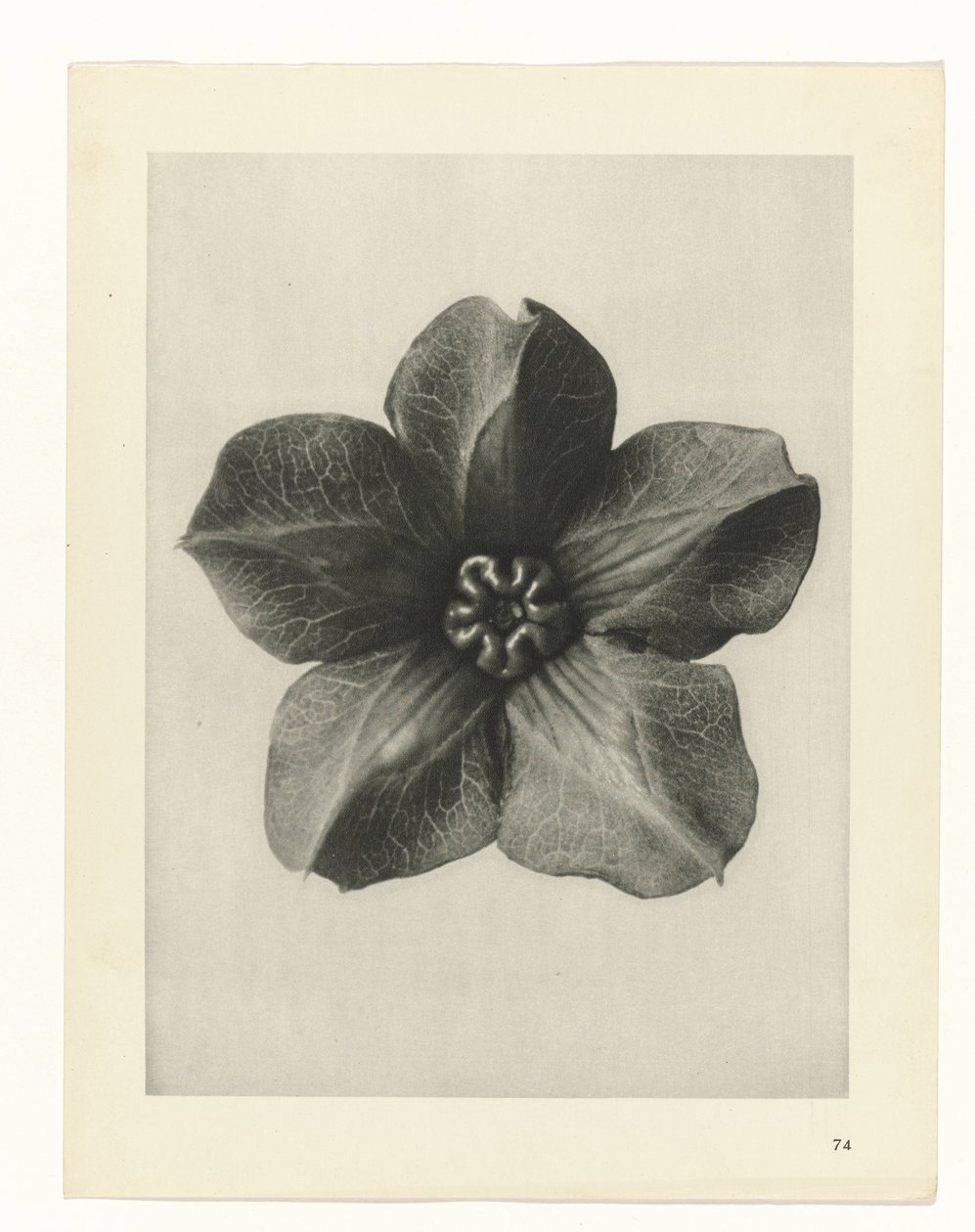 estudio de planos Arquetipos del arte (título de la serie) de Karl Blossfeldt