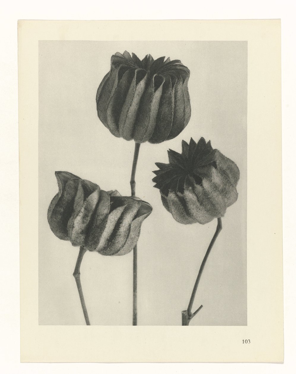 estudio de planos Arquetipos del arte (título de la serie) de Karl Blossfeldt