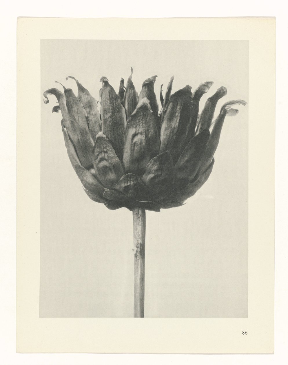 estudio de planos Arquetipos del arte (título de la serie) de Karl Blossfeldt