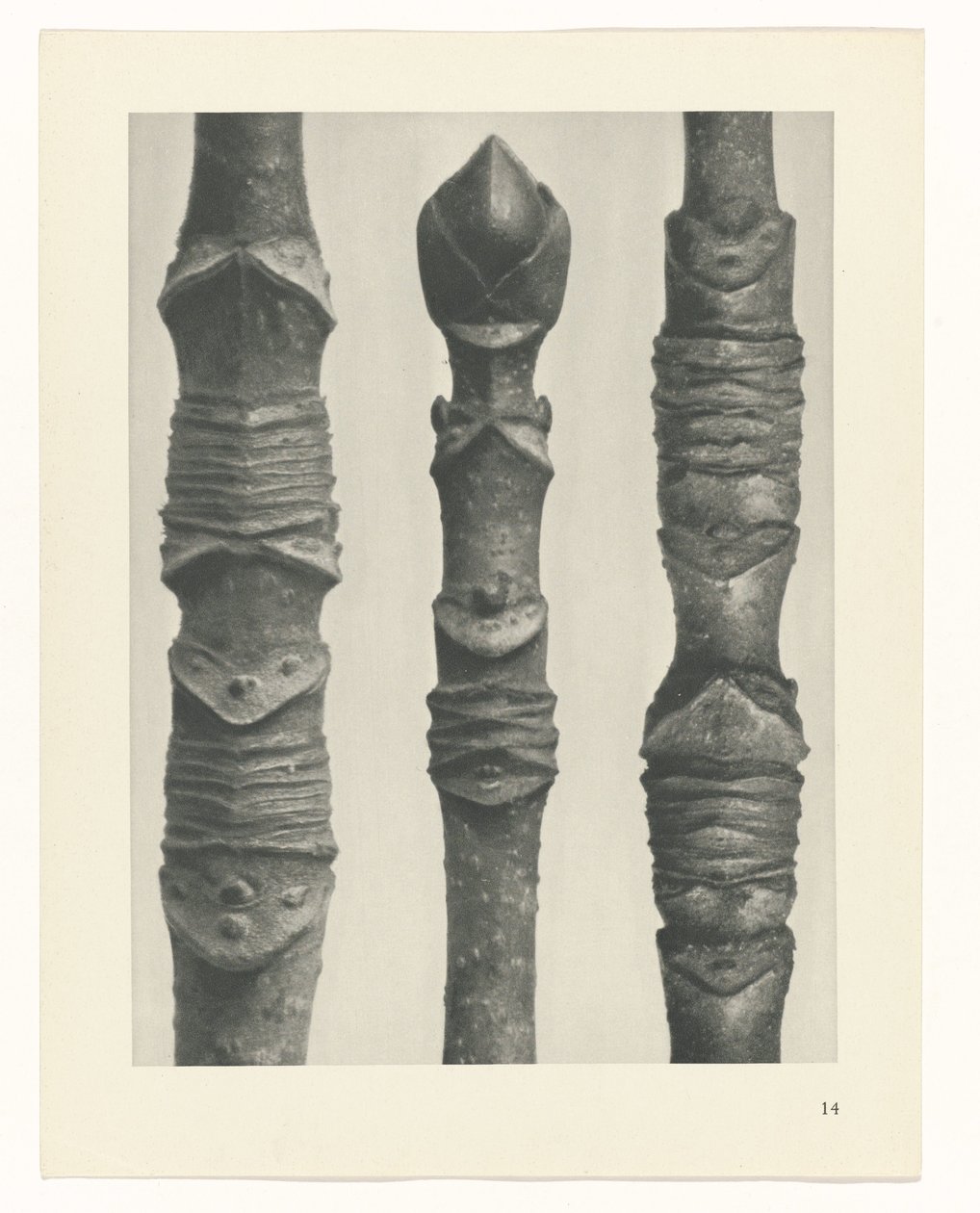 estudio de planos Arquetipos del arte (título de la serie) de Karl Blossfeldt