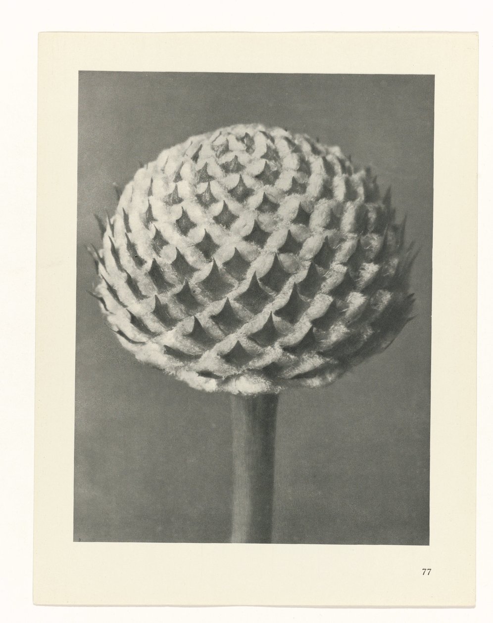 estudio de planos Arquetipos del arte (título de la serie) de Karl Blossfeldt