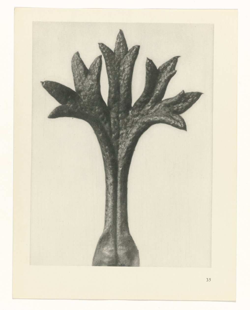 estudio de planos Arquetipos del arte (título de la serie) de Karl Blossfeldt