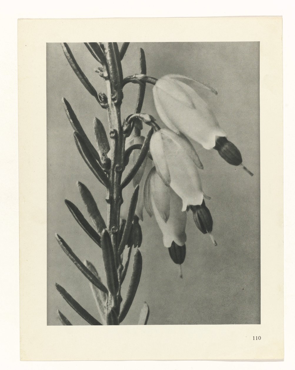 estudio de planos Arquetipos del arte (título de la serie) de Karl Blossfeldt