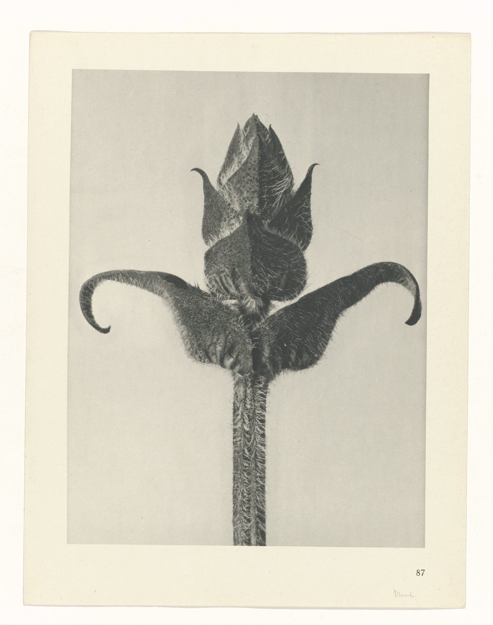 estudio de planos Arquetipos del arte (título de la serie) de Karl Blossfeldt