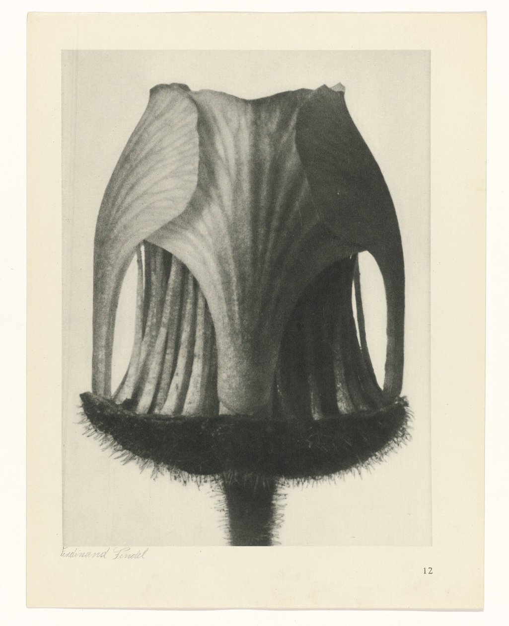 estudio de planos Arquetipos del arte (título de la serie) de Karl Blossfeldt