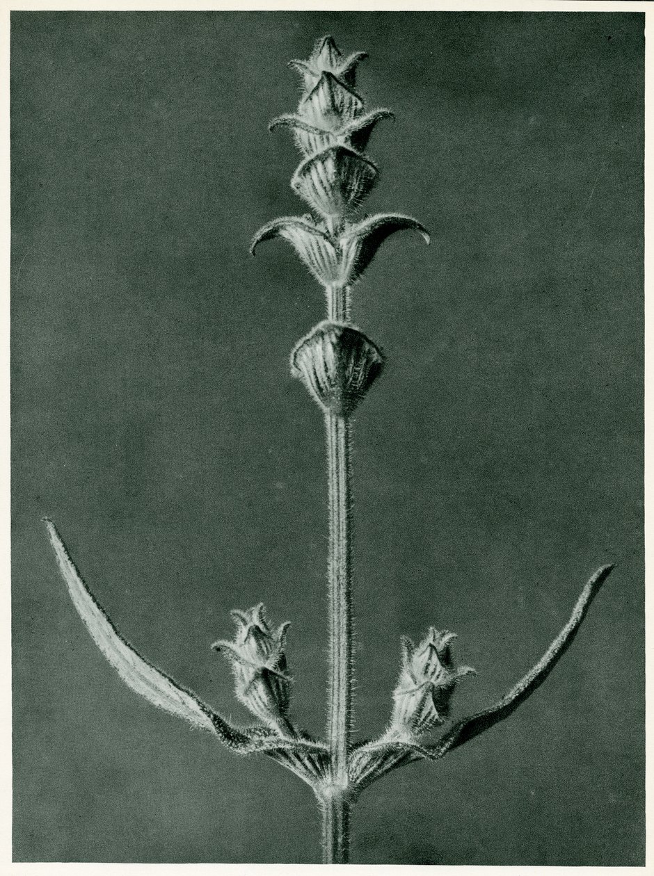 Salvia, 1929 de Karl Blossfeldt