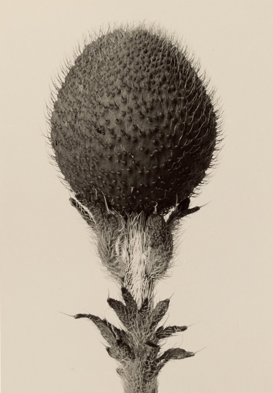 [Planta bulbosa espinosa] de Karl Blossfeldt