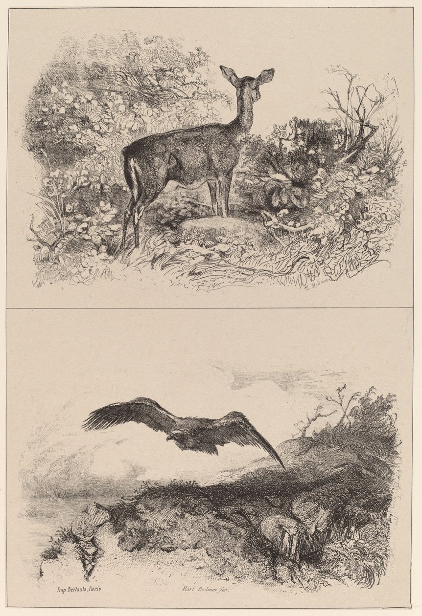 Ciervo, Águila de Karl Bodmer