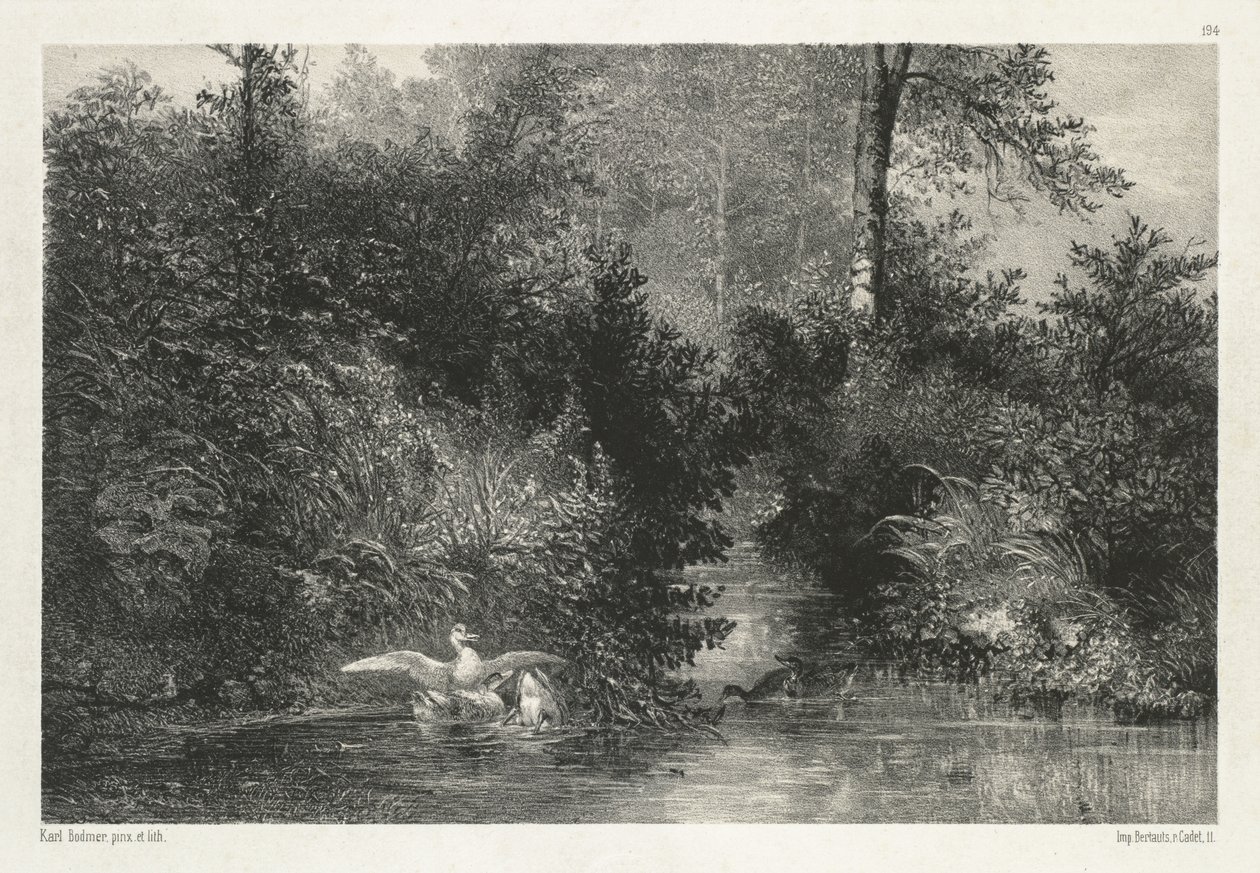 Canards (Patos) de Karl Bodmer