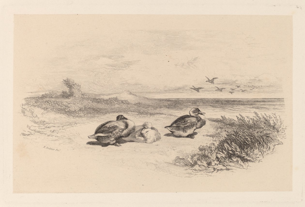 Patos Salvajes de Karl Bodmer