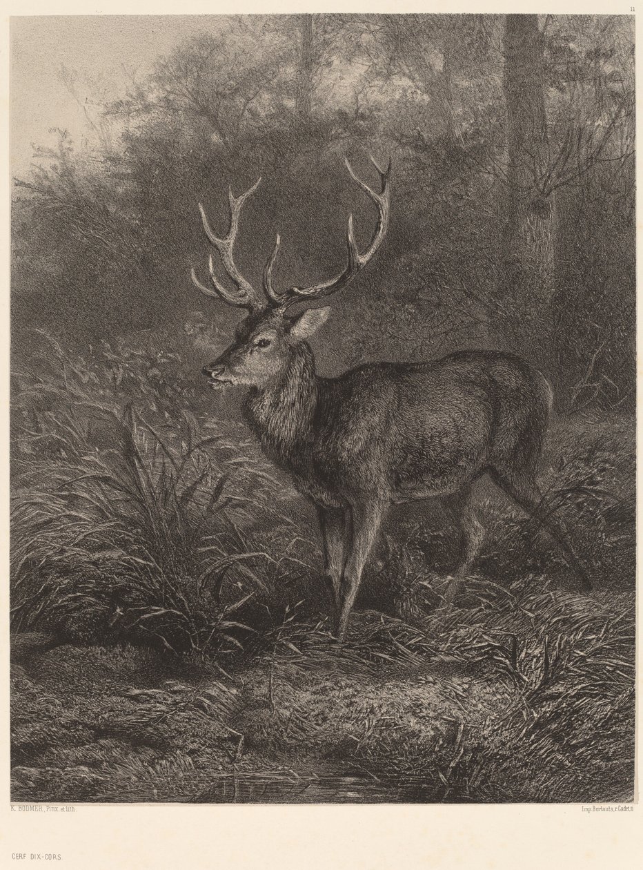 Ciervo de diez corsos de Karl Bodmer
