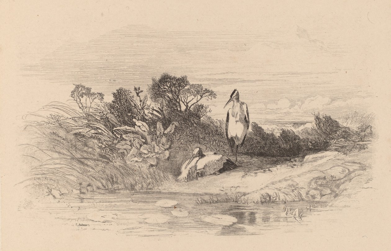 Garzas de Karl Bodmer