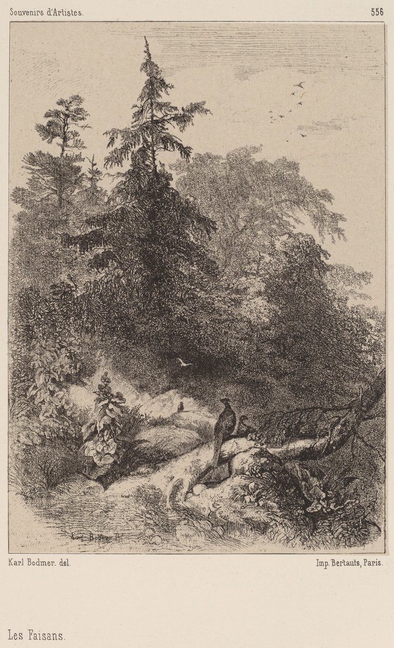 Los faisanes de Karl Bodmer