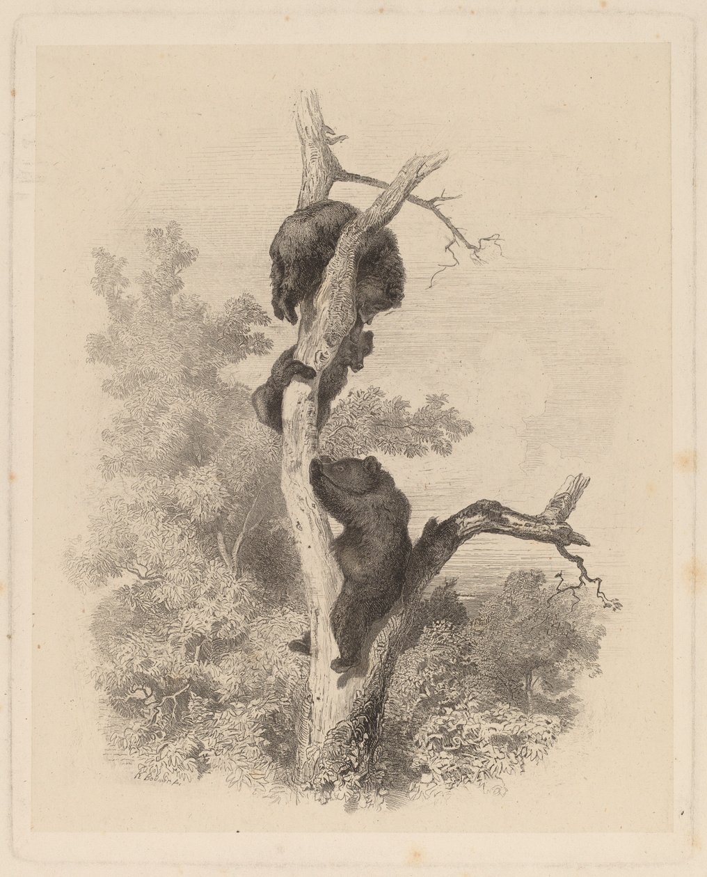 Les Ours (Los Osos) de Karl Bodmer