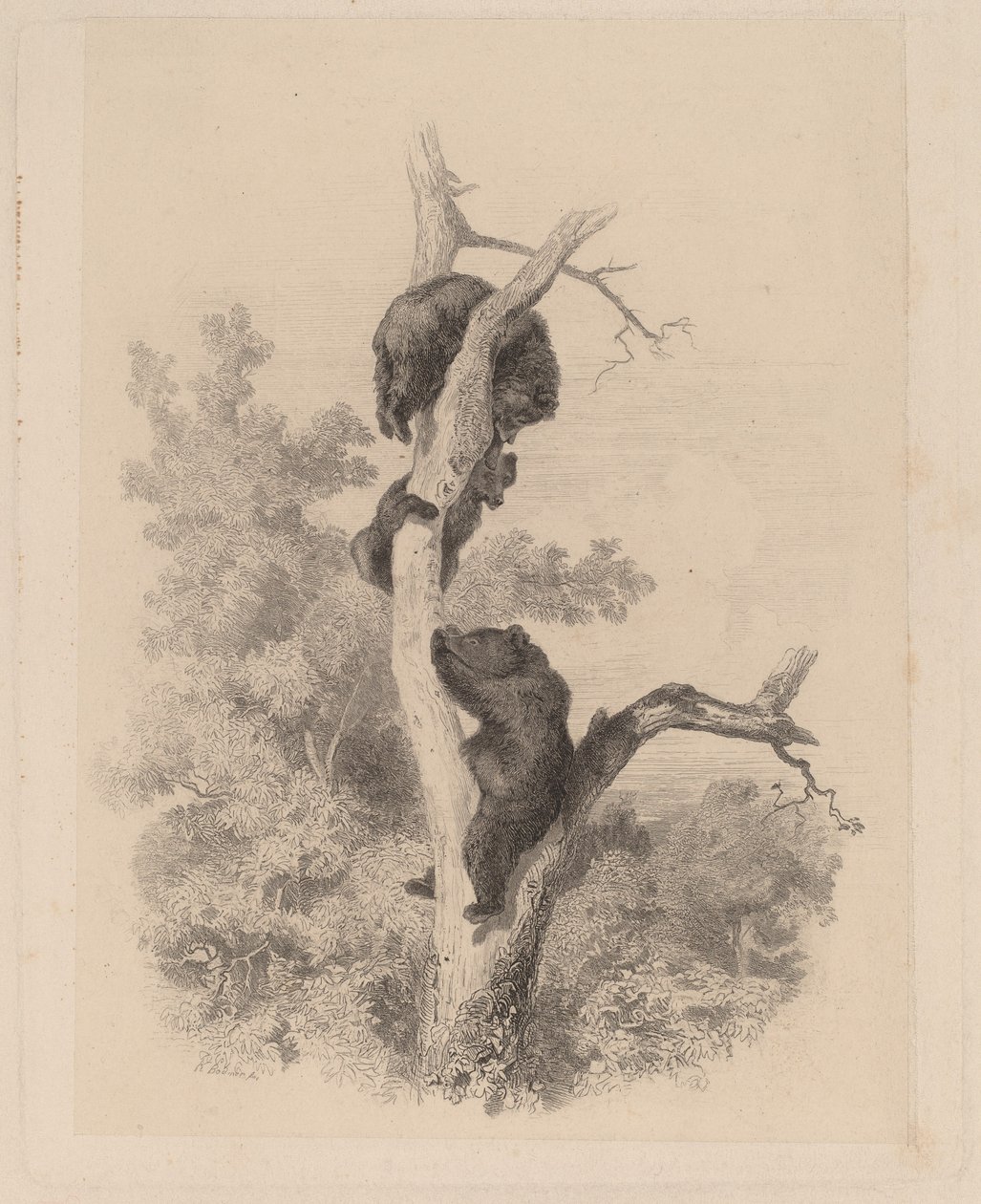 Los Osos de Karl Bodmer