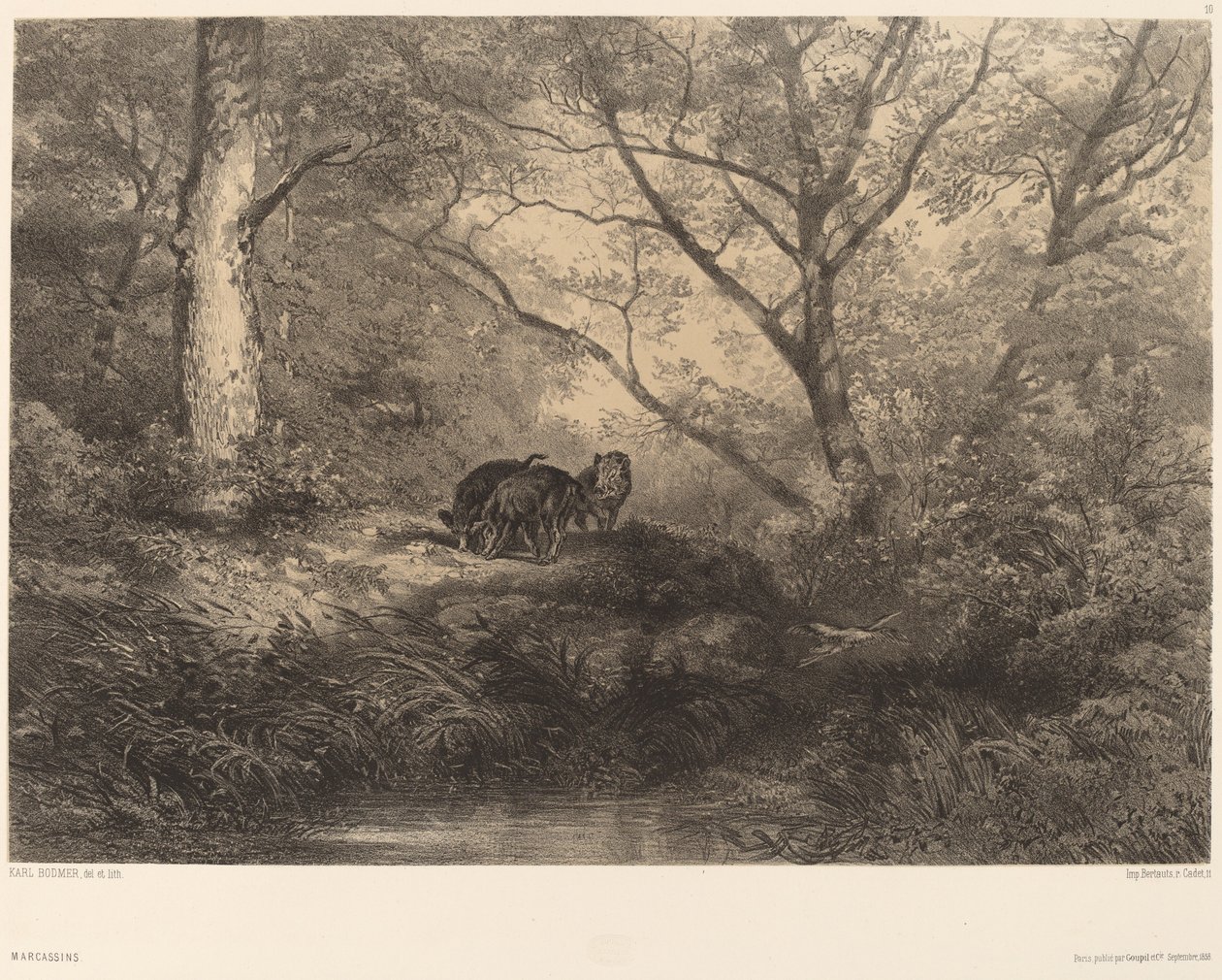 Jabalíes jóvenes de Karl Bodmer