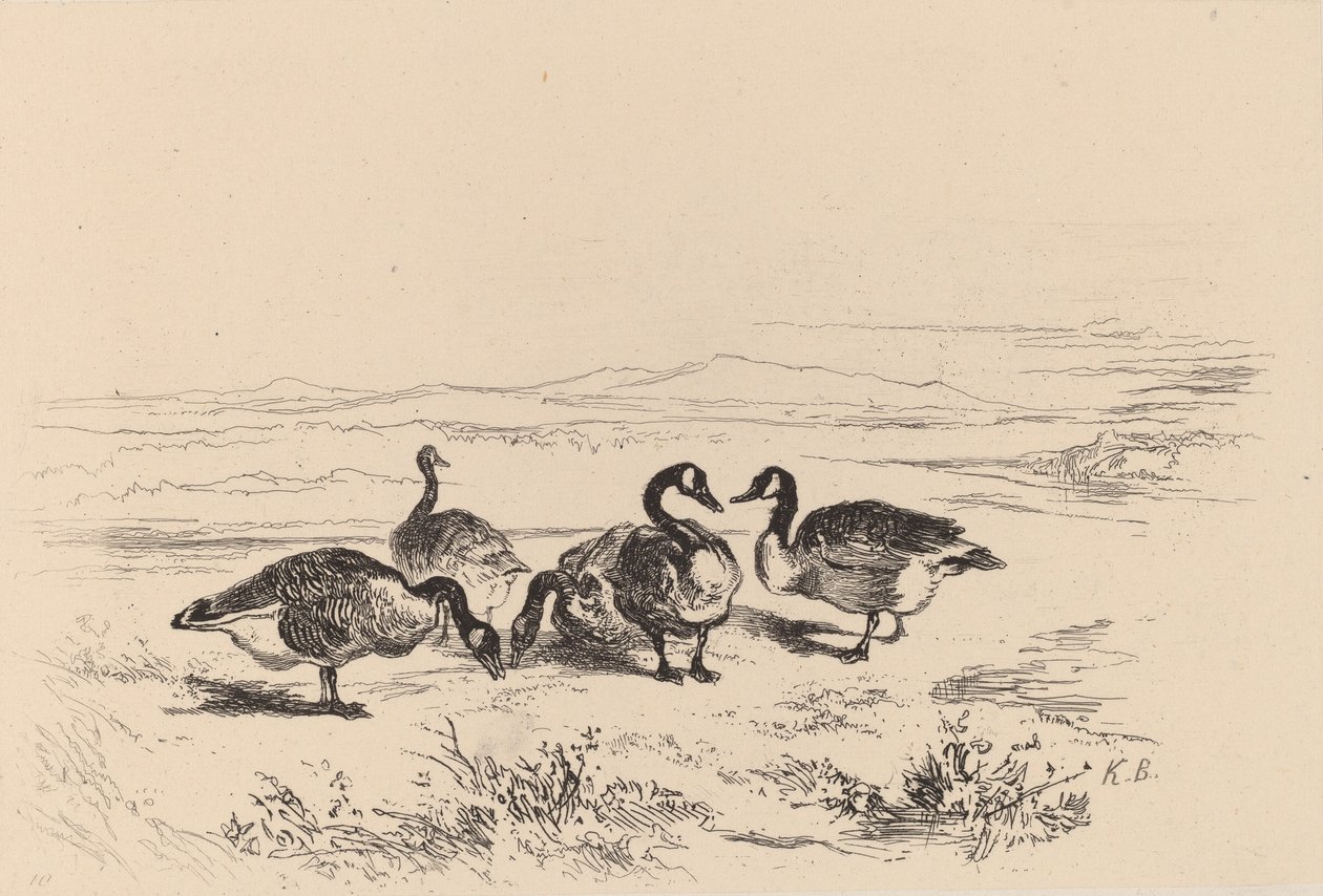 Gansos barnacla de Karl Bodmer