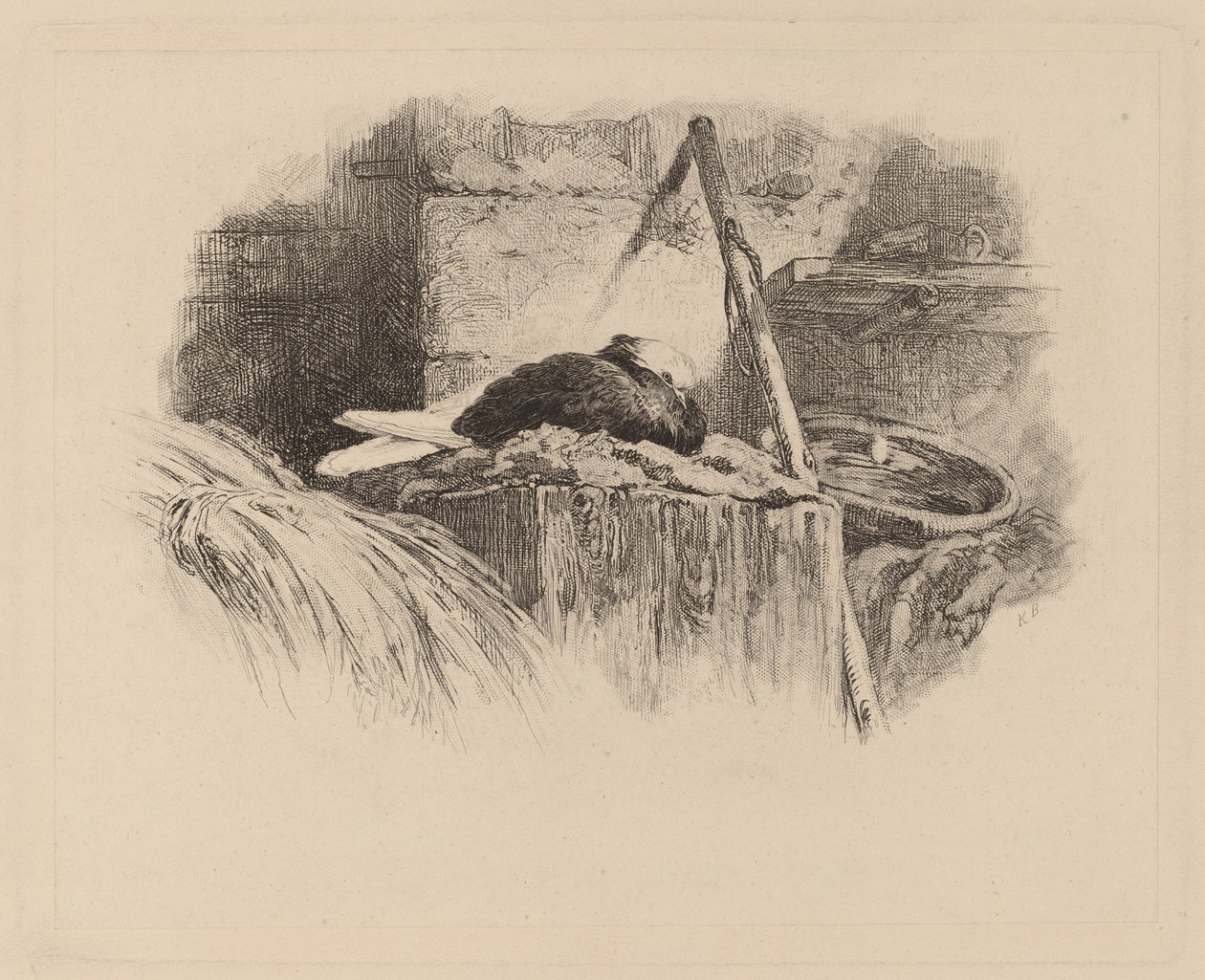 Paloma en un nido de Karl Bodmer